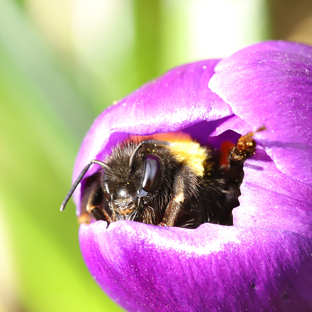 Pollinator Conservation: Designing An Hoa Friendly Pollinator Garden 