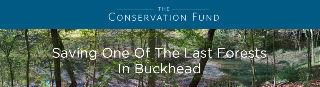Saving One Of The Last Forests In Buckhead
