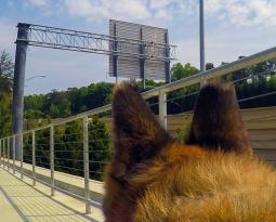 Running Buddies, Storm Warnings, and Super Senses: Summer on PATH400 with Your Dog