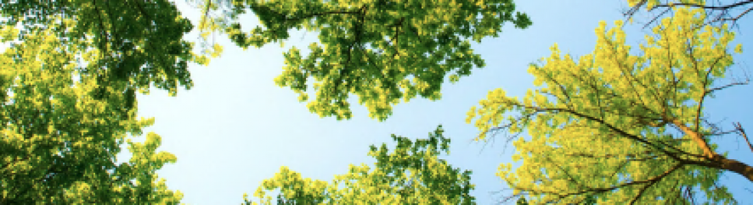 Get Involved in Shaping Atlanta’s New Tree Ordinance